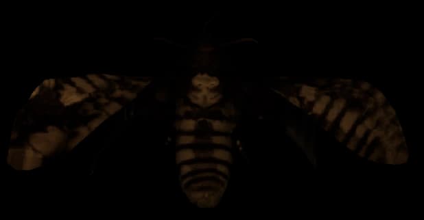 Current giant Female Deathmoth model with skull-like wing marking